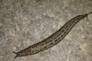 Leopard slug